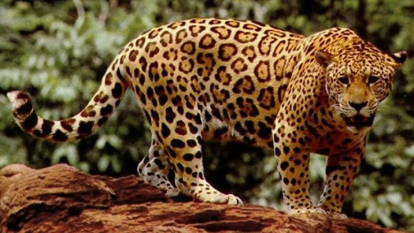 Πήγε για νερό αλλά τα βρήκε «σκούρα» – Δείτε τι έπαθε η άτυχη λεοπάρδαλη (βίντεο)